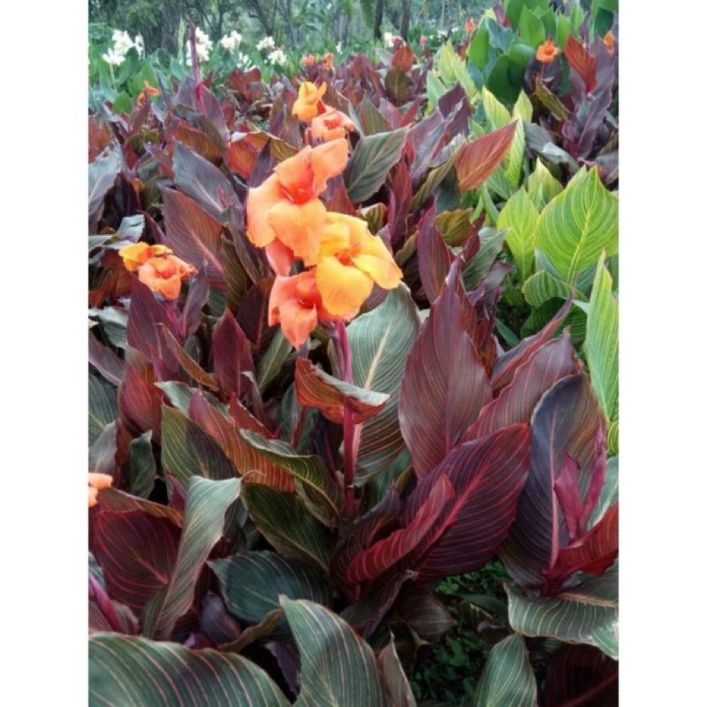 tanaman hias canna merah/kana bunga orange