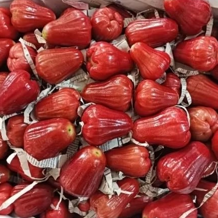 

Jambu Citra Segar 1 Kg
