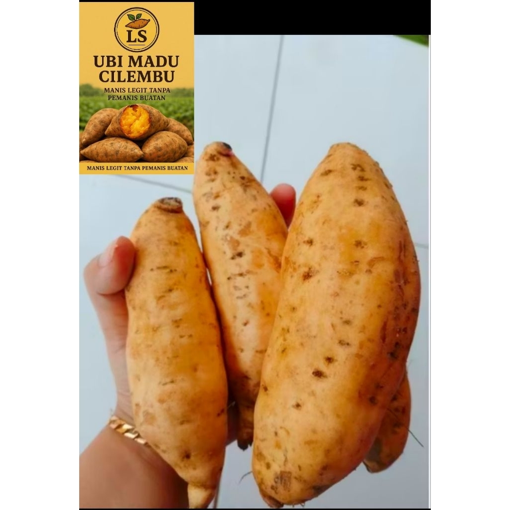

UBI CILEMBU ASLI UKURAN SEDANG UBI MANIS KAYA MANFAAT