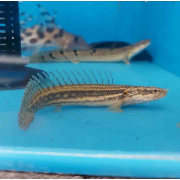 Palmas Lapradei Size 13-15 cm (Polypterus lapradei) Langka & Jarang ada