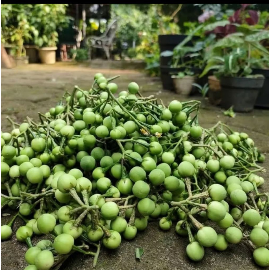 

buah pokak/tapokak/tekokak/cepokak segar 250g