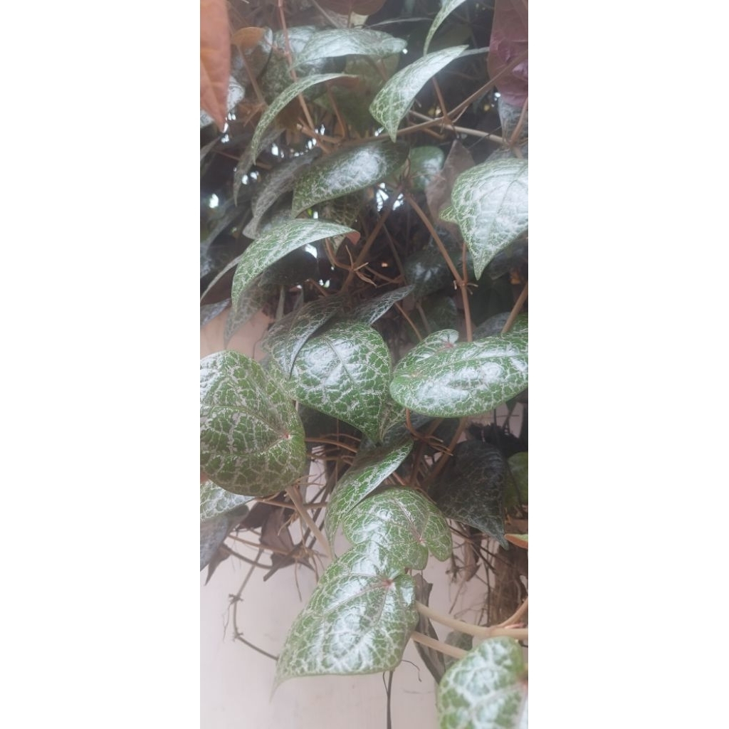 

Daun sirih merah organik