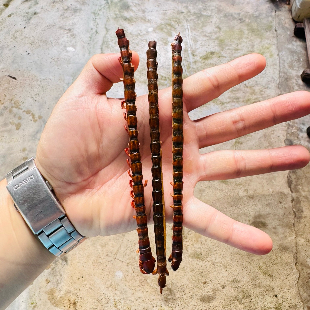 kelabang kering lipan untuk pakan ikan arwana alami 100%