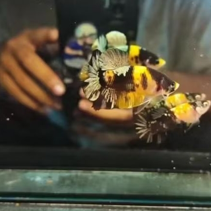 satu pasang bahanan yellow koi copper bes seller