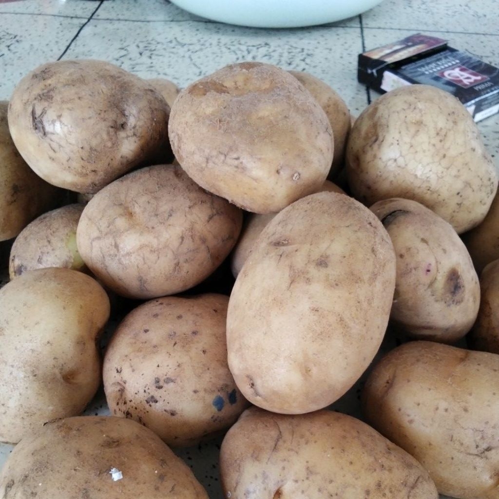 

Kentang pilihan Ukuran Kencil 1KG