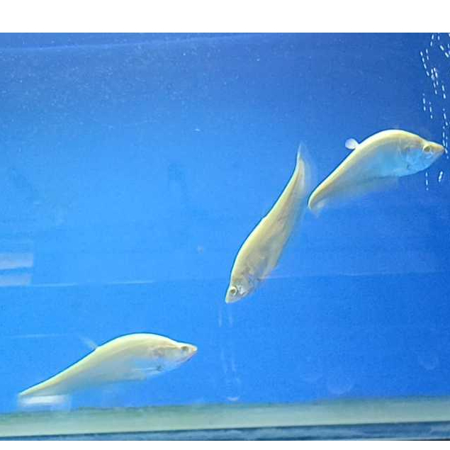 Ikan Hias Belida Albino