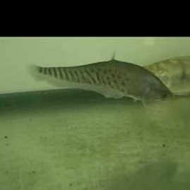 Ikan Hias Belida Royal