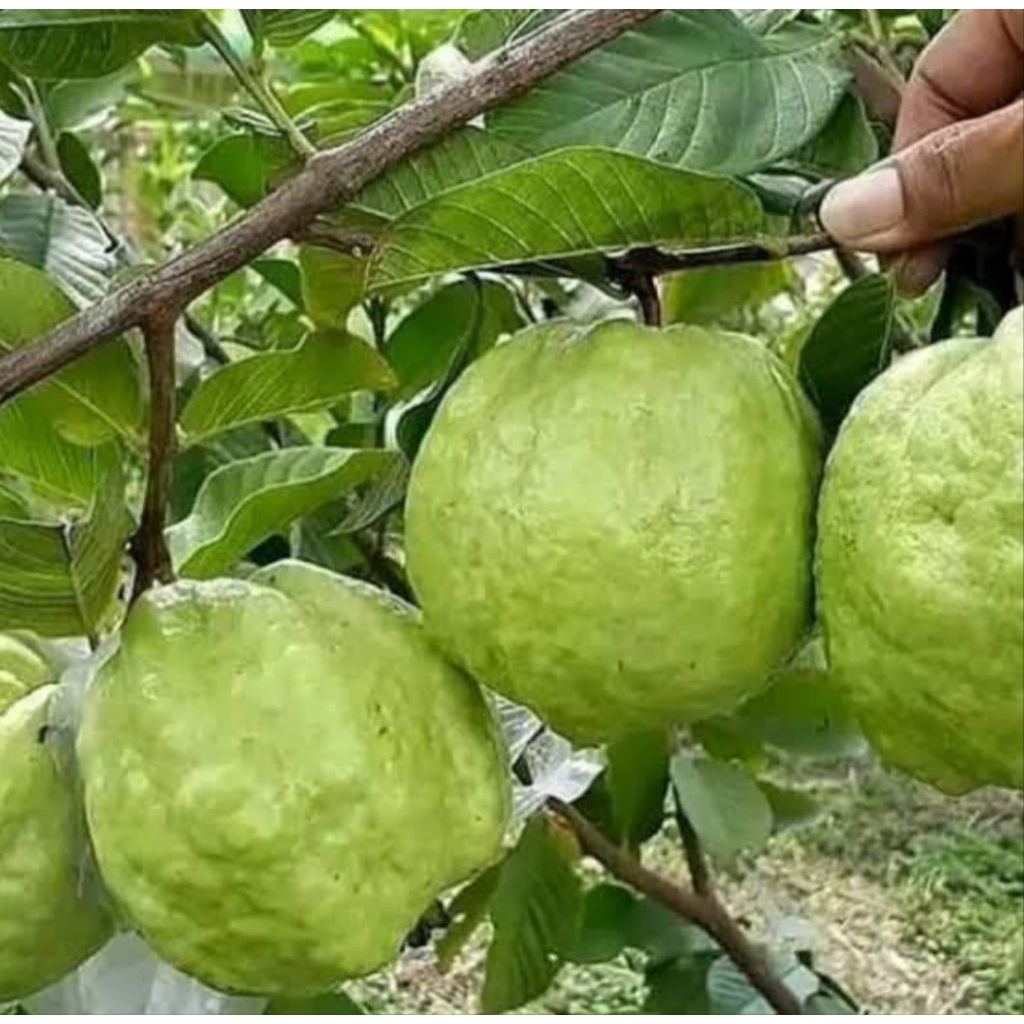 

JAMBU KRISTAL MIRIT KEBUMEN JAWATENGAH