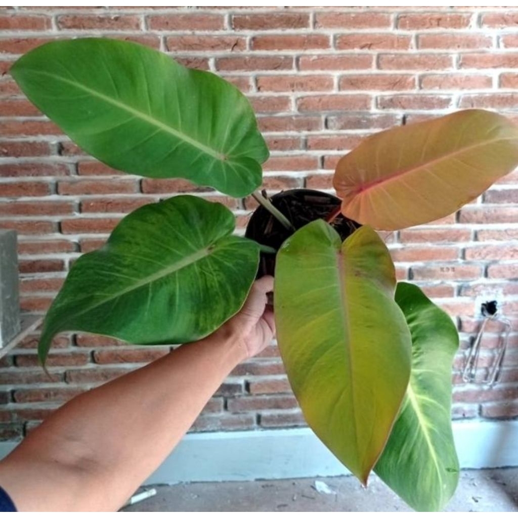 philodendron prince of orange
