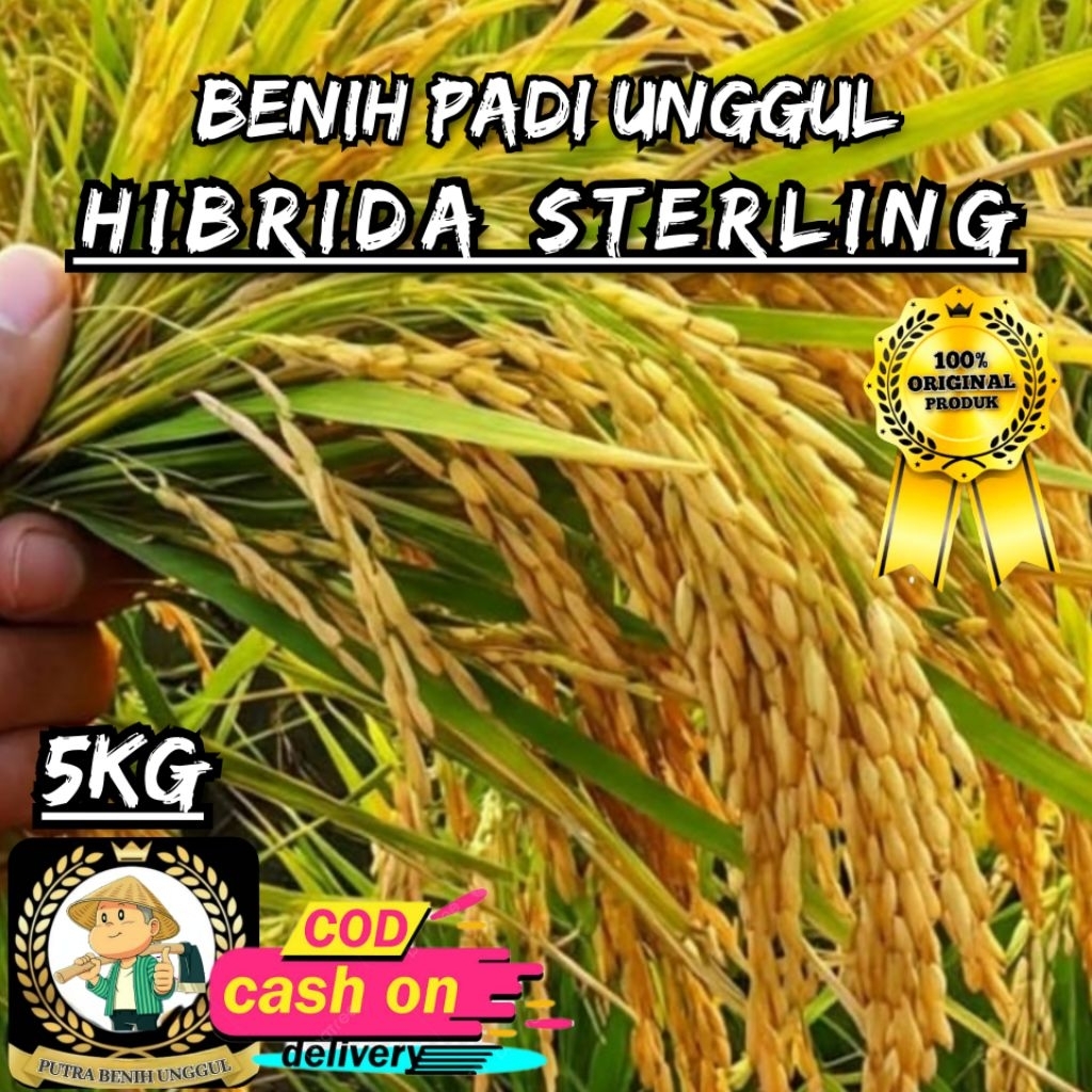 (5KG) benih padi HIBRIDA STERLING bibit padi super unggul kualitas premium