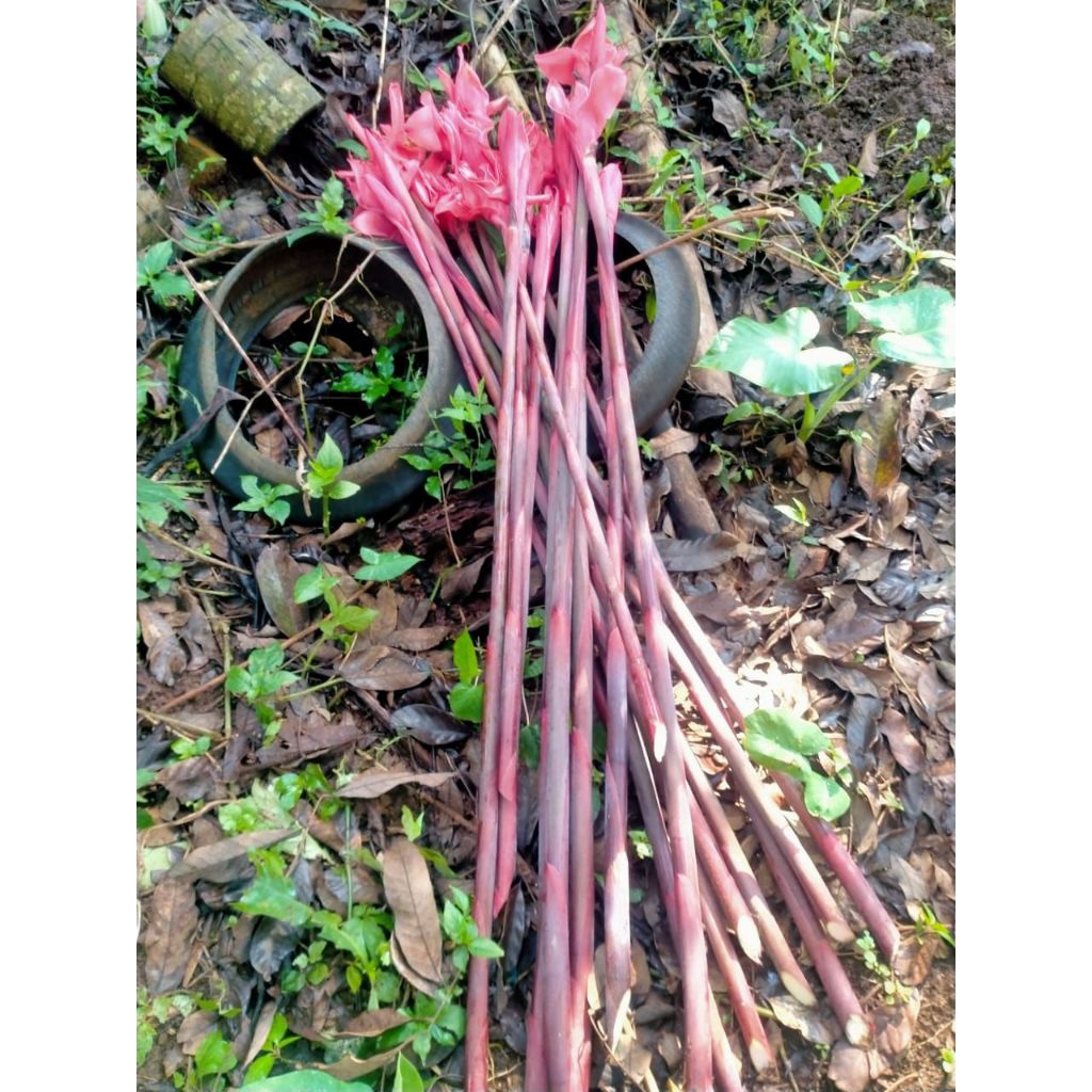

PROMO buah kecombrang merah segar fress 1 kg