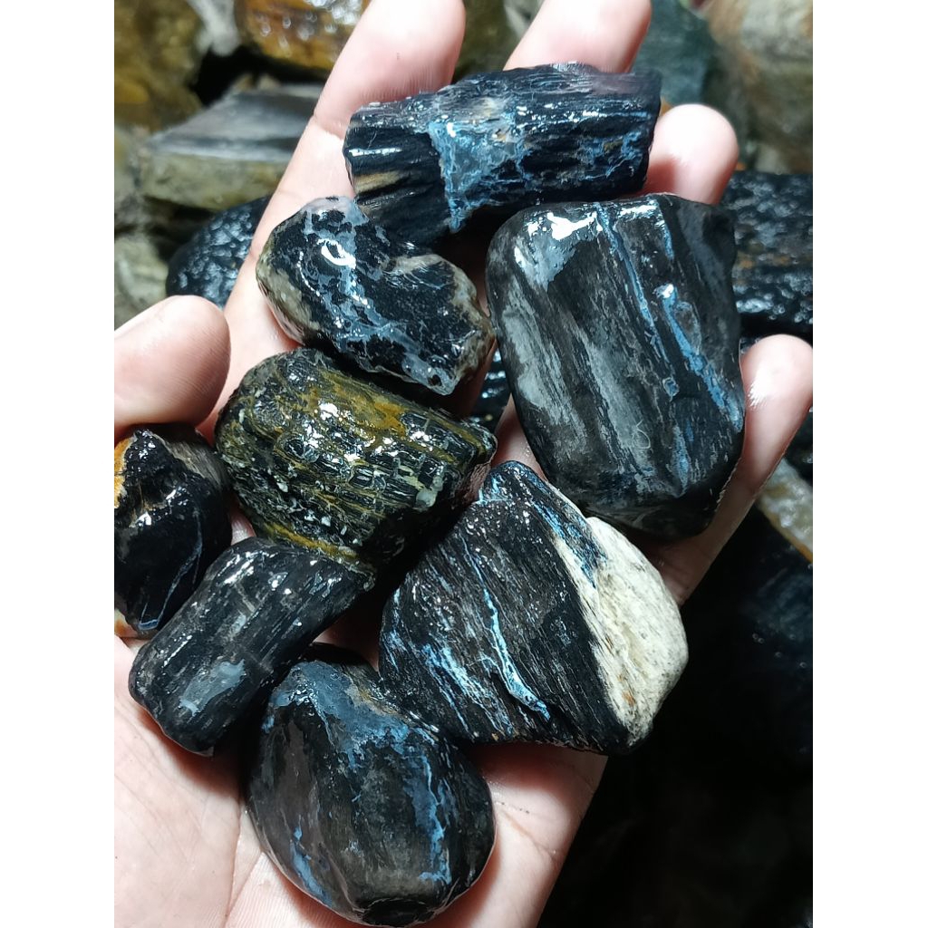 tersedia forsil kelor