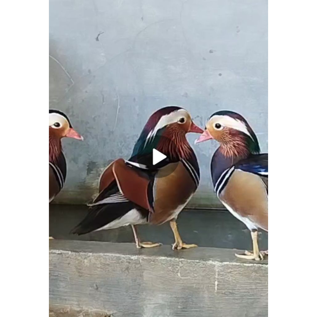 bebek mandarin sepasang