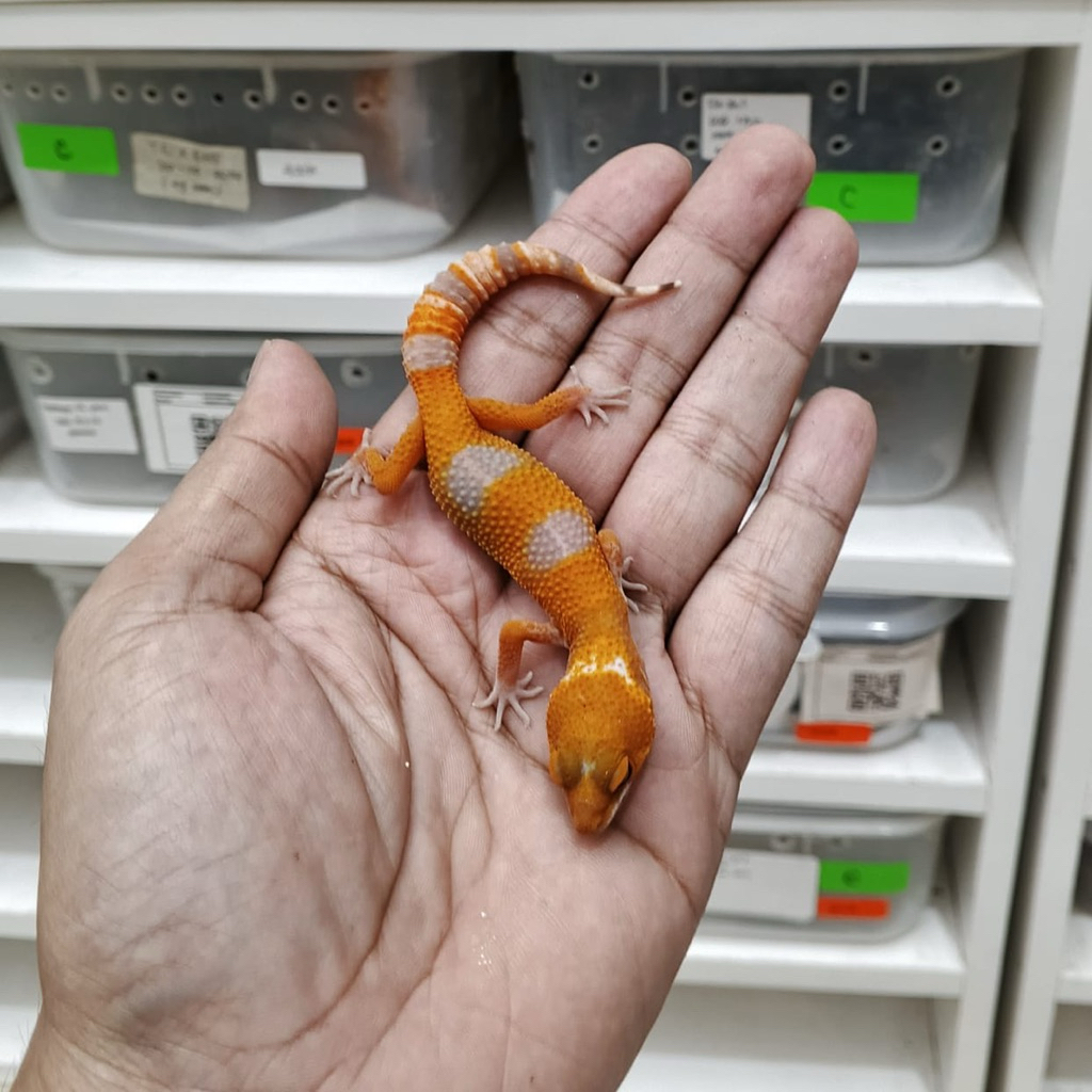 Gecko Baby Sunglow Tomato Pedes