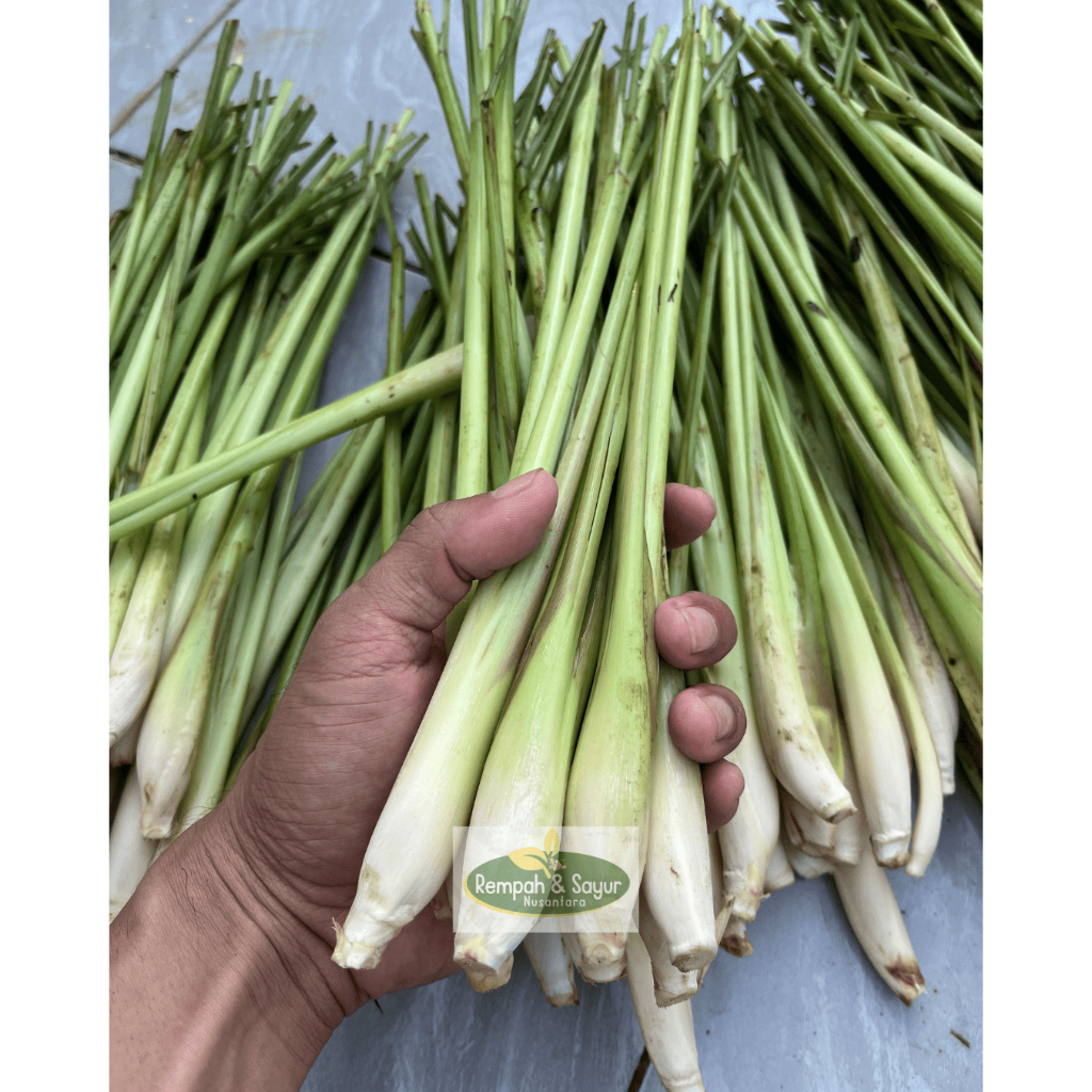 

Sereh Serai Fresh Sudah Bersih Dicuci | Sereh Bumbu Masak | Sereh Wangi