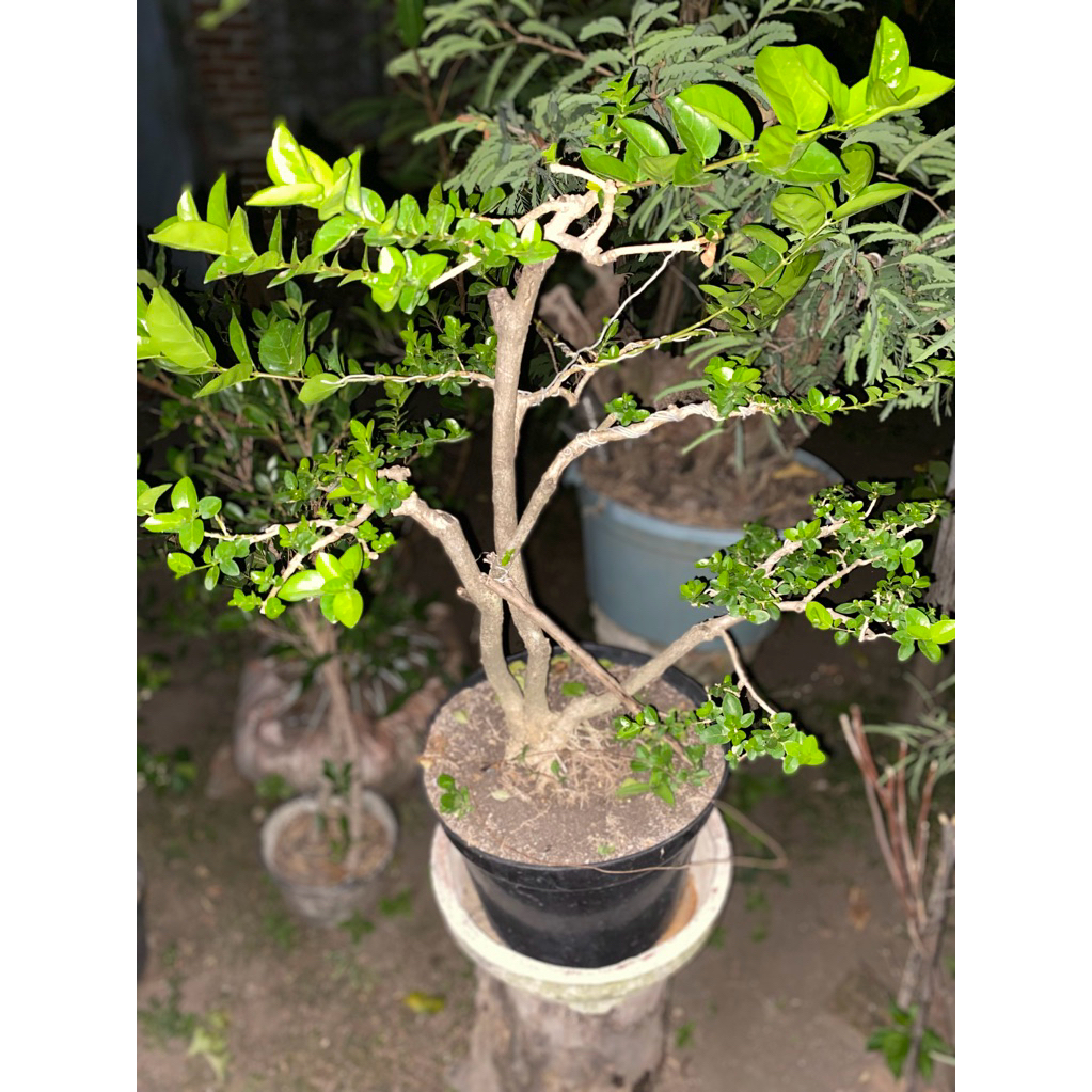 BONSAI WACANG bahan bonsai sancang