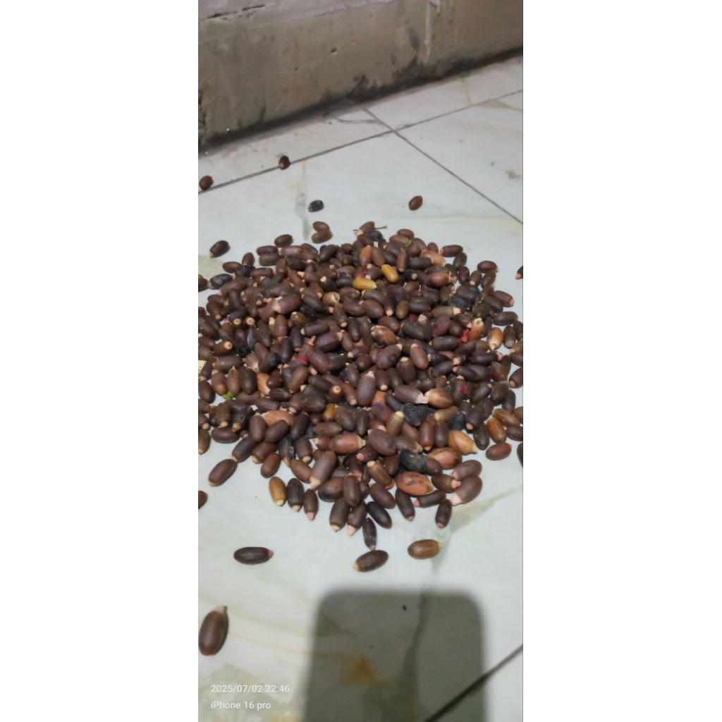 

tangkilberkualitasmelinjoobagus