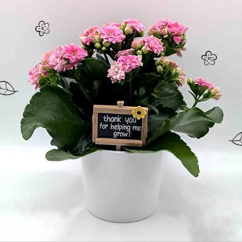 

Hadiah Guru “Papan Pesan Tanaman Mini” – Pajangan Manis Penuh Makna