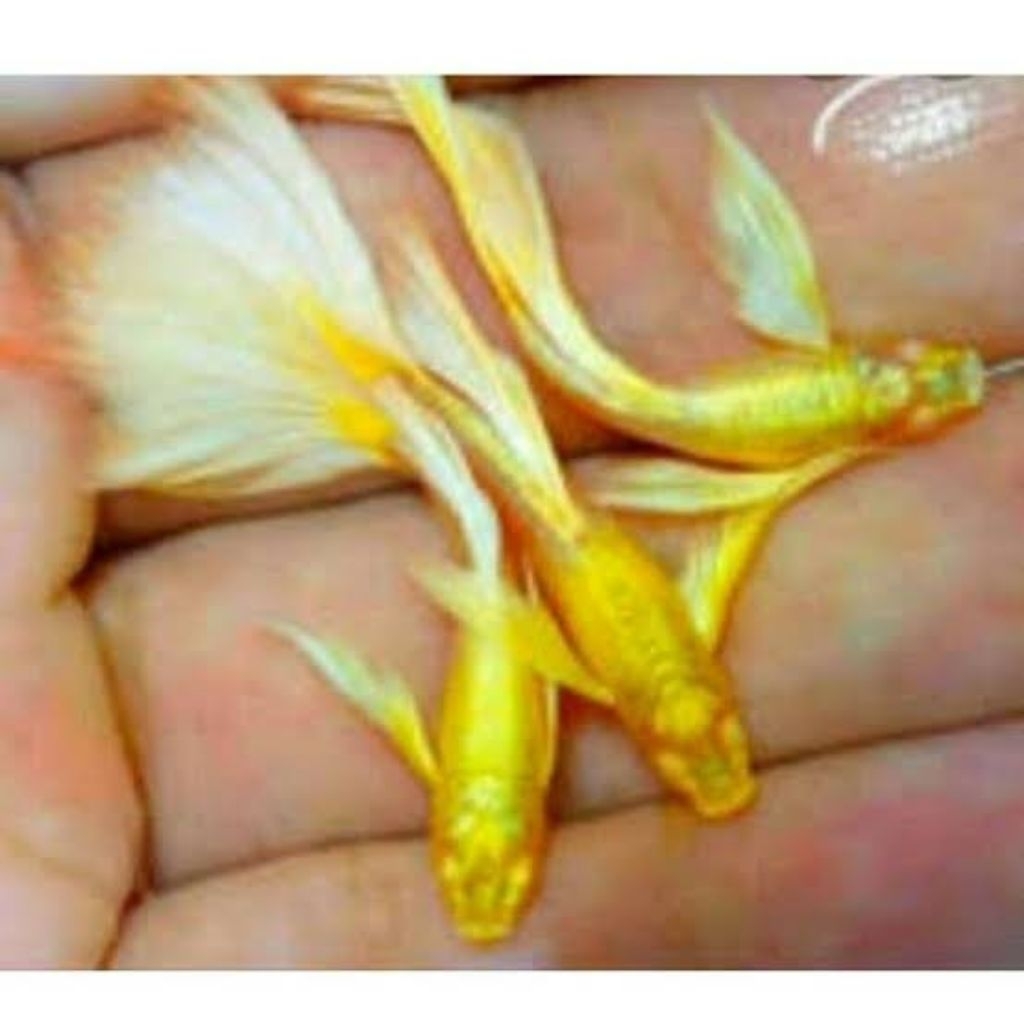 full gold Albino Guppy - hiasan aquarium aquascape