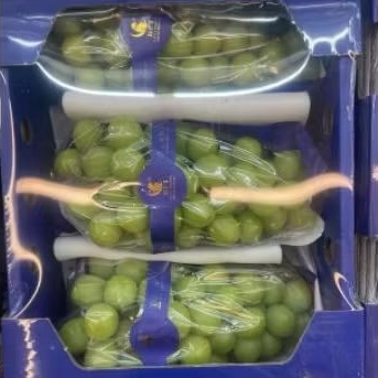 

Buah anggur Green Muscat manis | anggur shine Muscat premium box