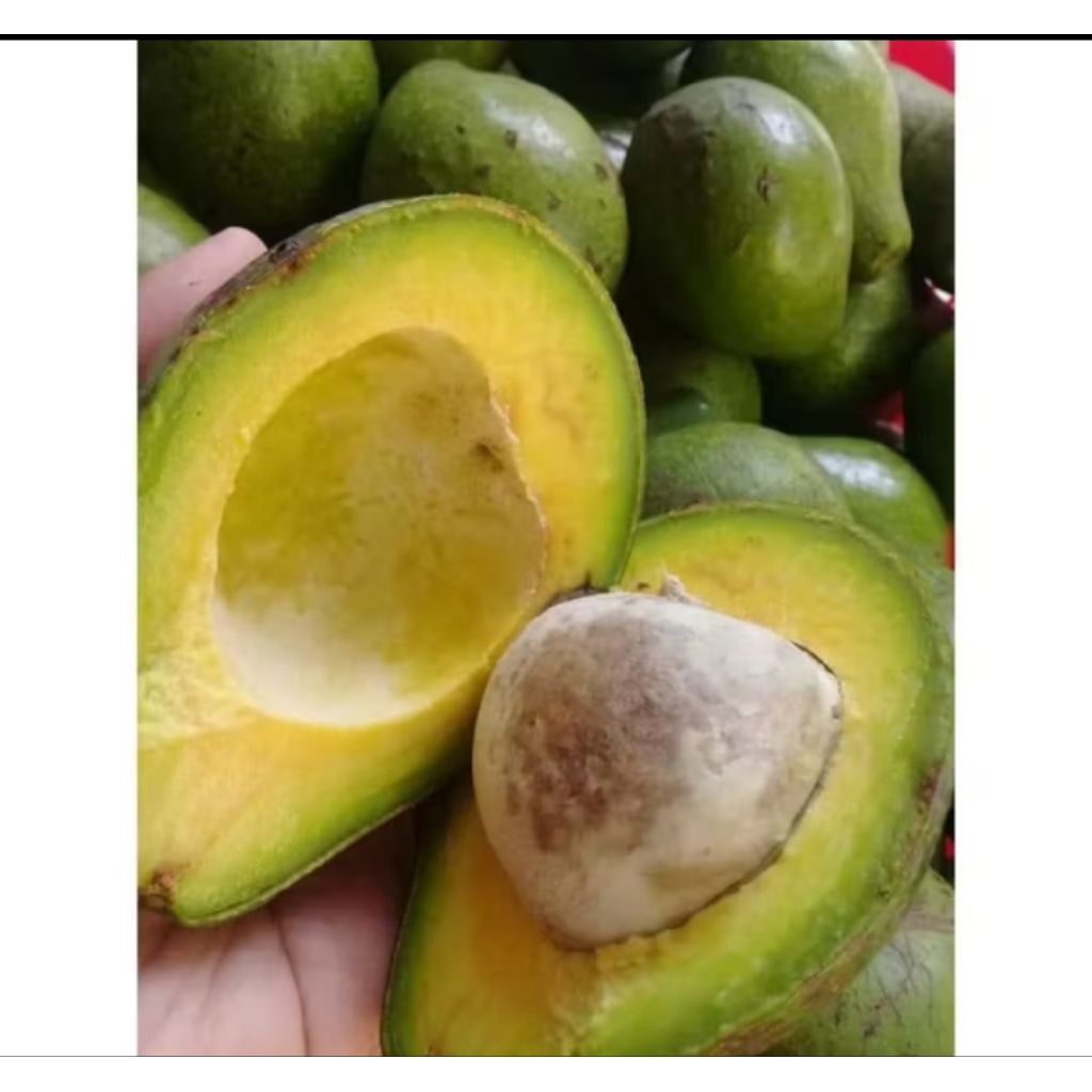 

Buah Alpukat Mentega /Avokado jawa tengah 1kg