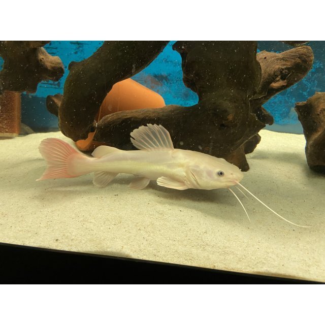 Red Tail Catfish Phantom Rtc / Rtc Phantom Golden & Platinum By Zeng Aquatic