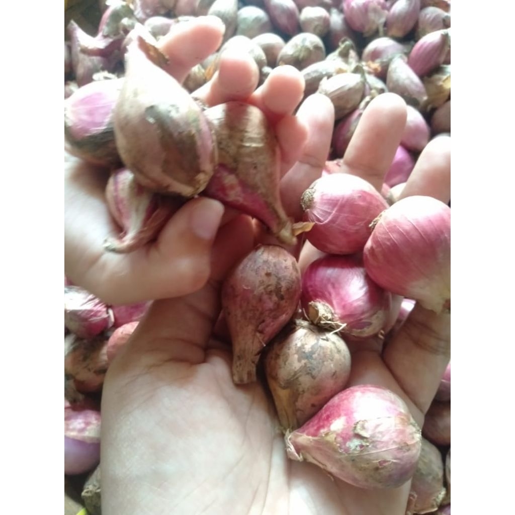 

BAWANG BREBES ASLII KUALITAS PREMIUM LOKALL