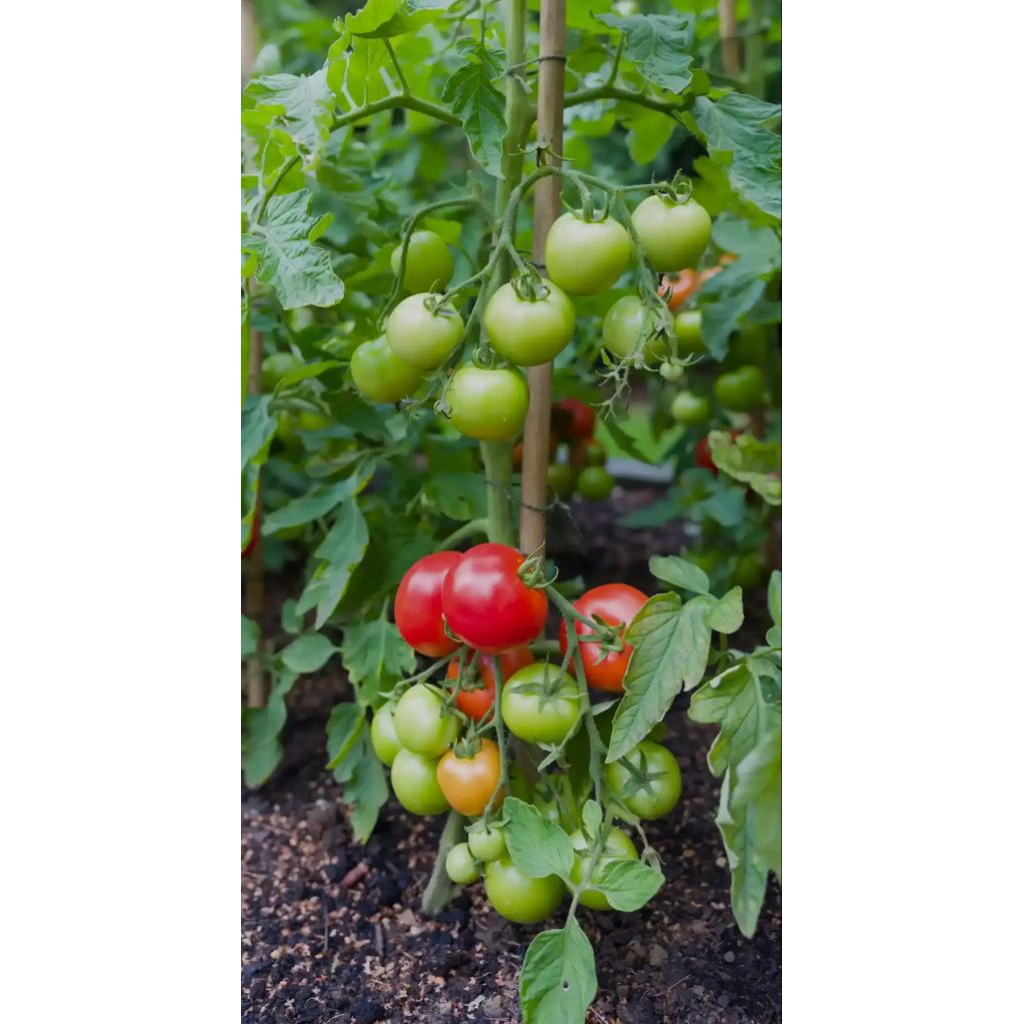 

Rampai tomat ceri bendire bibit dan rampai segar