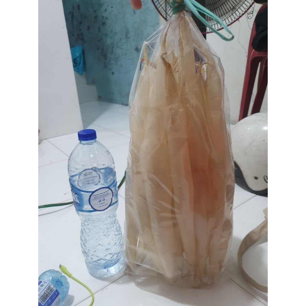 

perut ikan gelembung