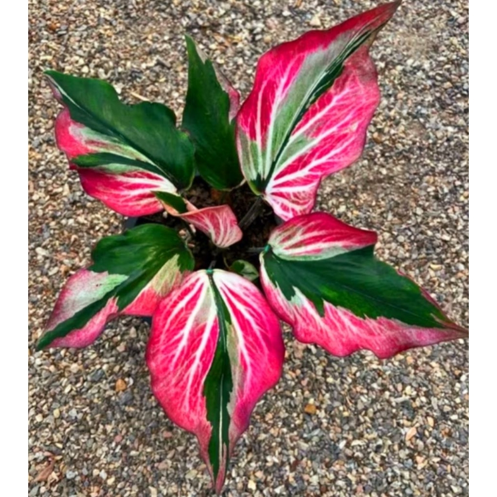 ( BISA COD ) Caladium Golden Simbawa Series Keladi Hias Simbawa Series Tanaman Hias Keladi Murah Mer