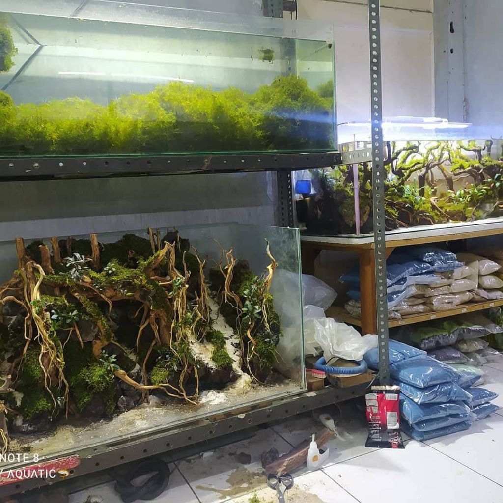 paket isi tanaman paludarium/terarium/vivarium/taman dll.