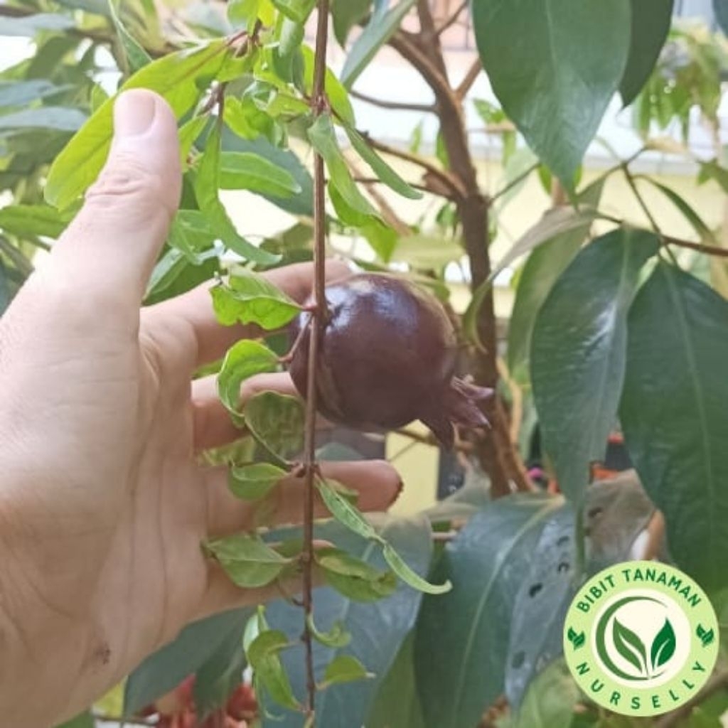 Bibit Pohon Delima Hitam / Pohon Cepat Berbuah / Warna Kulit Buah Hitam / Bisa Berbuah Ditabulampot 