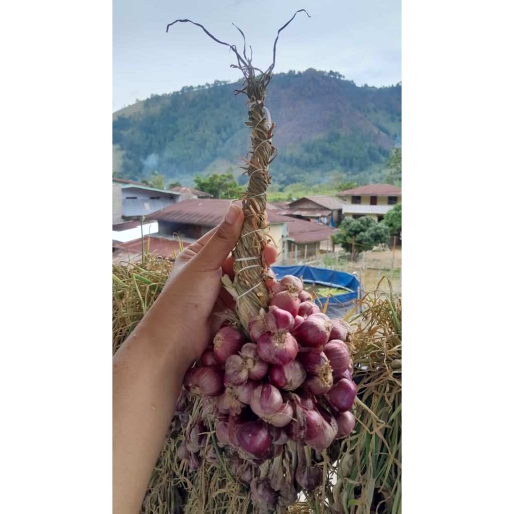 

BAWANG MERAH LOKAL ASLI BAKARA