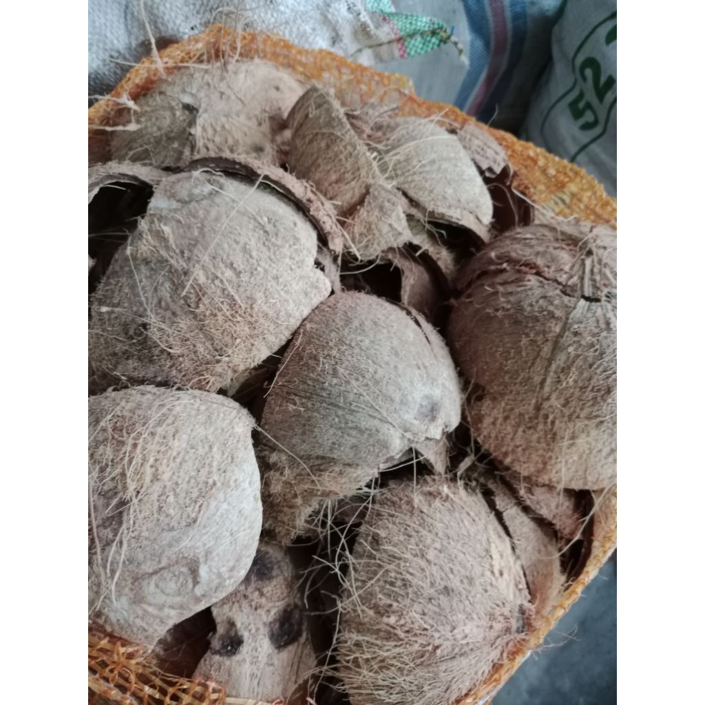 batok kelapa kering tua