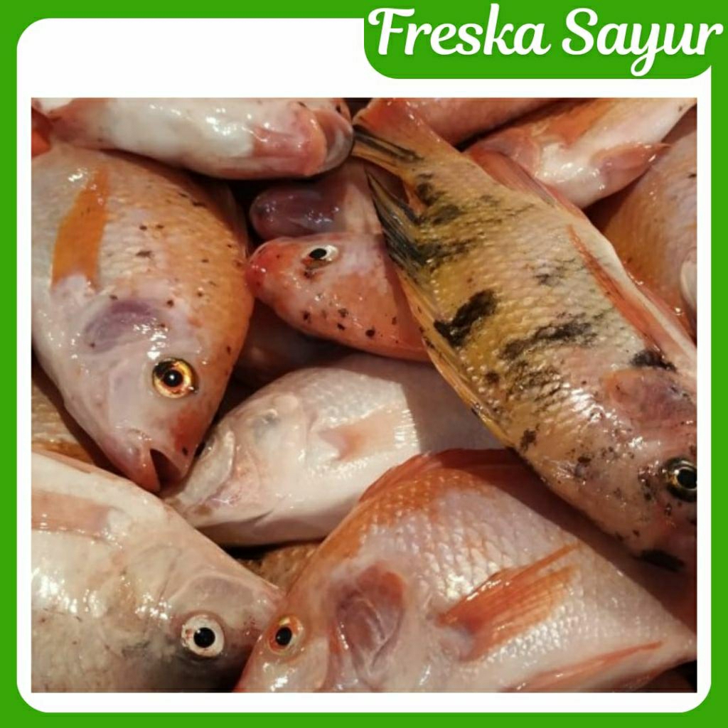 

Ikan Nila 500 gr Fresh I Request Jika Ingin Dipotong