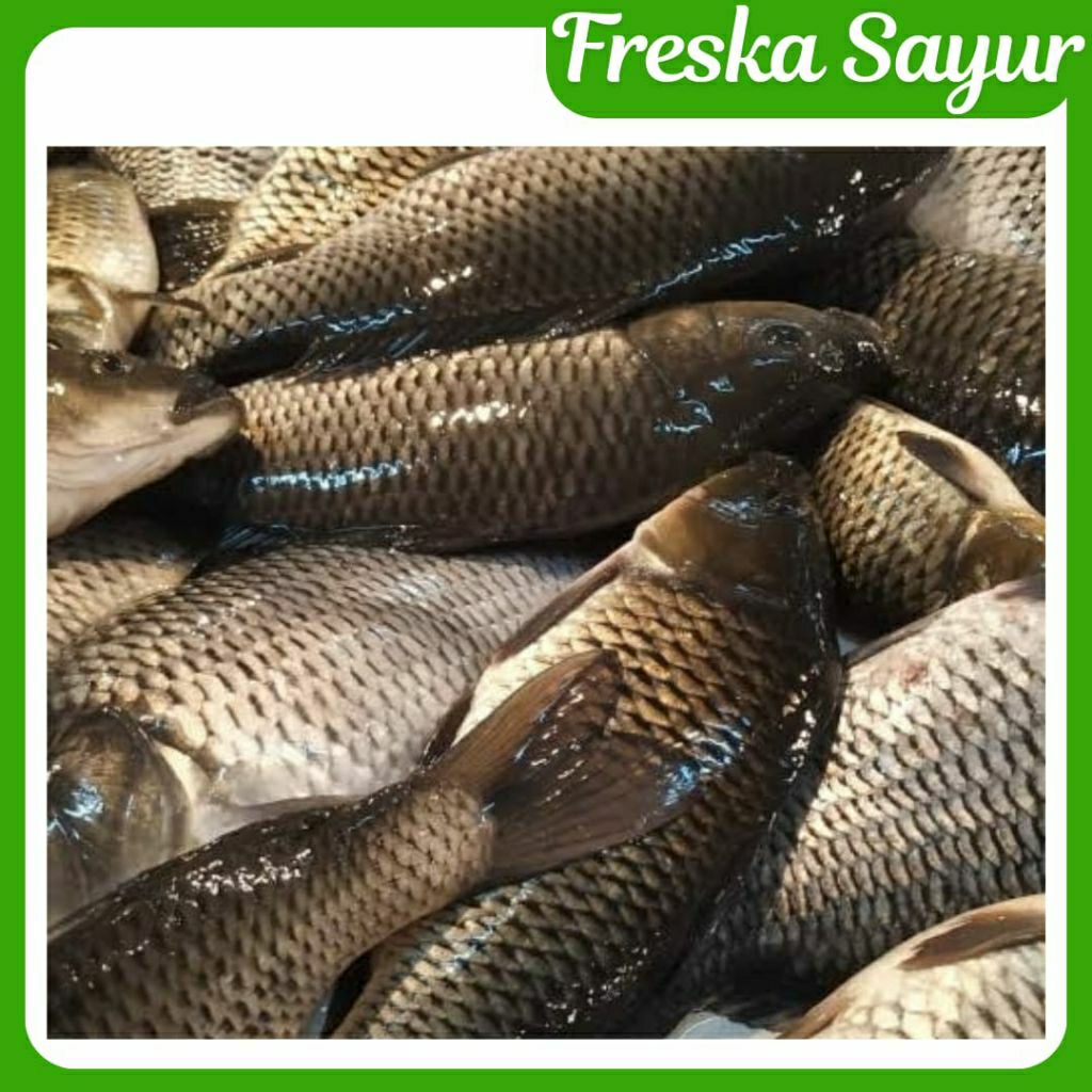 

Ikan Mas 500 gr Fresh I Request Jika Ingin Dipotong