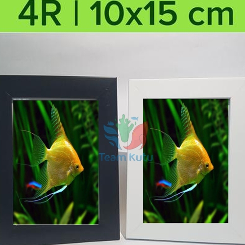 ( O ) MANFISH GOLDEN TRICOLOR PLATINUM MANFISH BSP - ETALASE