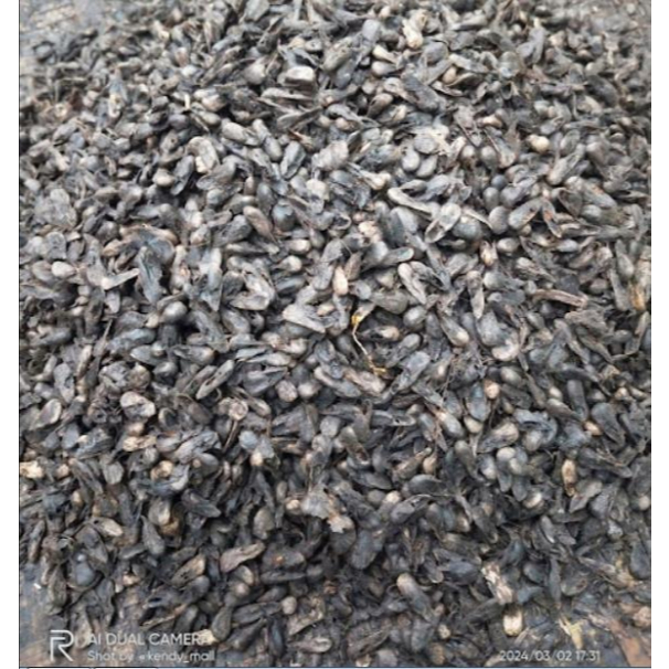 

500 gram Biji Mengkudu Kering / 250 gram Biji Buah Pace Kering