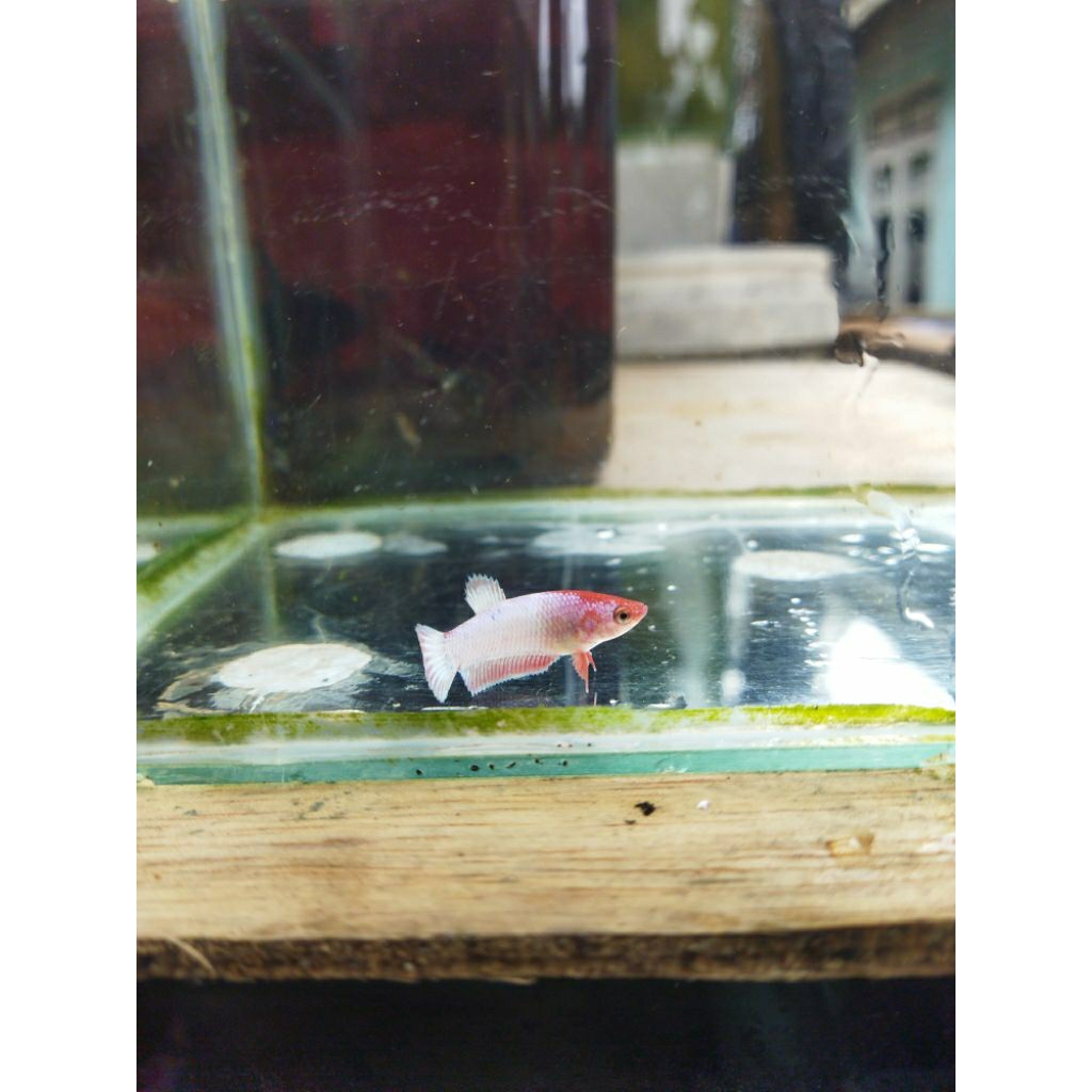 cupang female flamingo