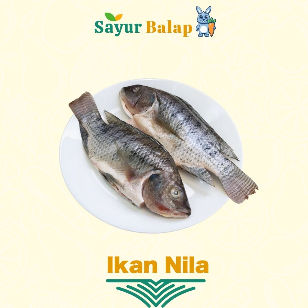 

Ikan Nila Segar - 500 Gram - Sayur Balap Lampung