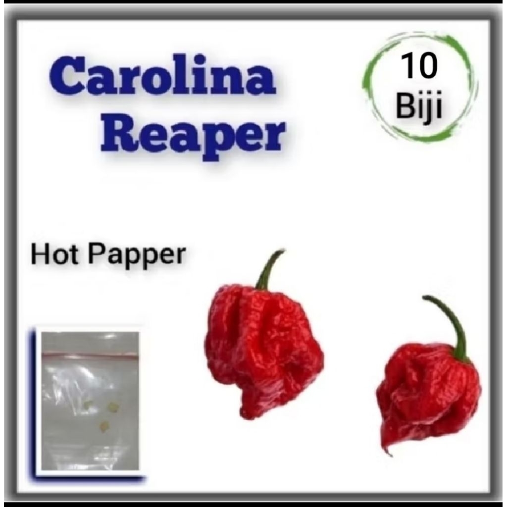 Benih Cabe Terpedas Carolina Reaper