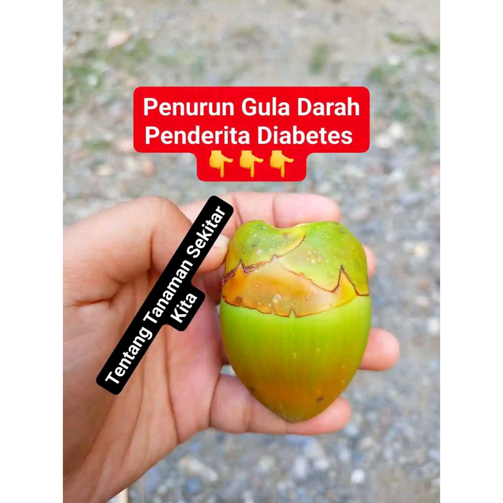 

kelapa cengkir / cengkir kelapa Ter laris 1 butir