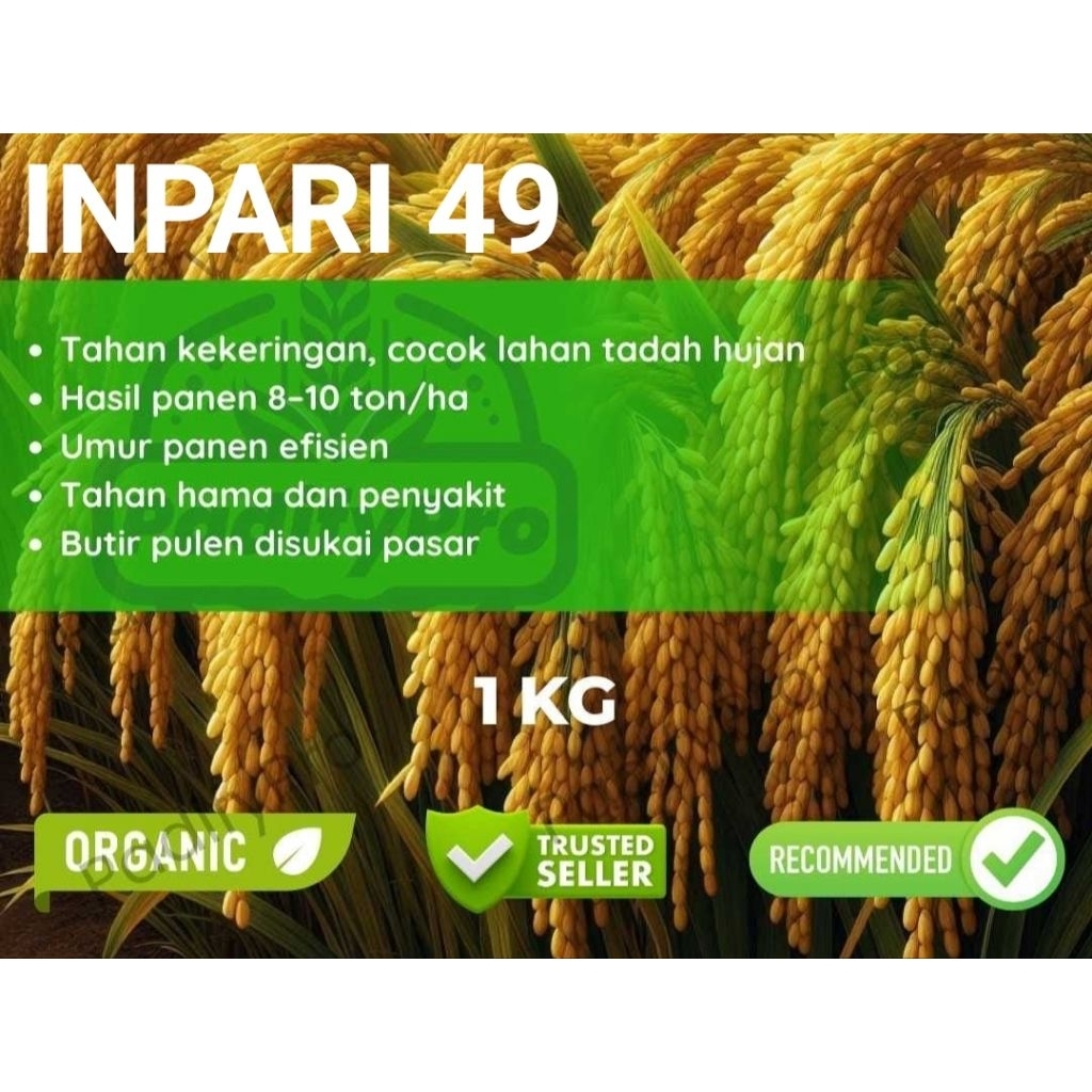Bibit Benih PADI INPARI 49 1kg