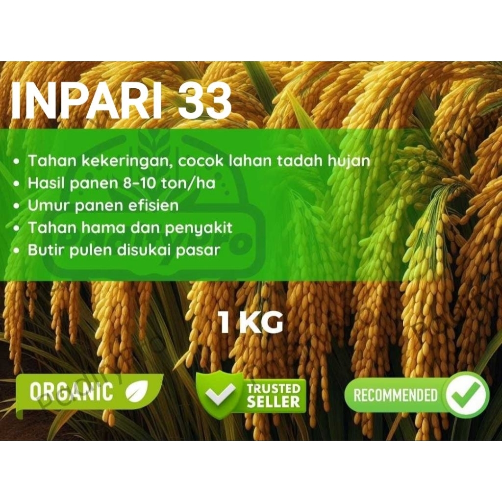 Bibit Benih PADI INPARI 33 1kg