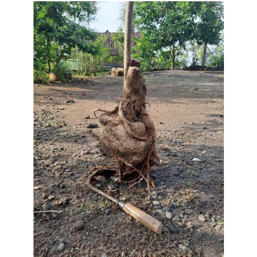 Bonsai Pule, Pohon Pule, Dongkelan Bogel kubgre 8755re