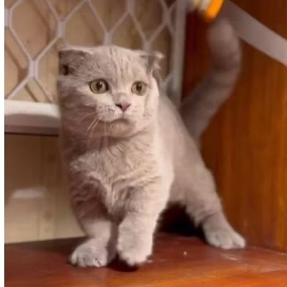 anak kucing munchkin bsh jantan kitte / munchkin lucu