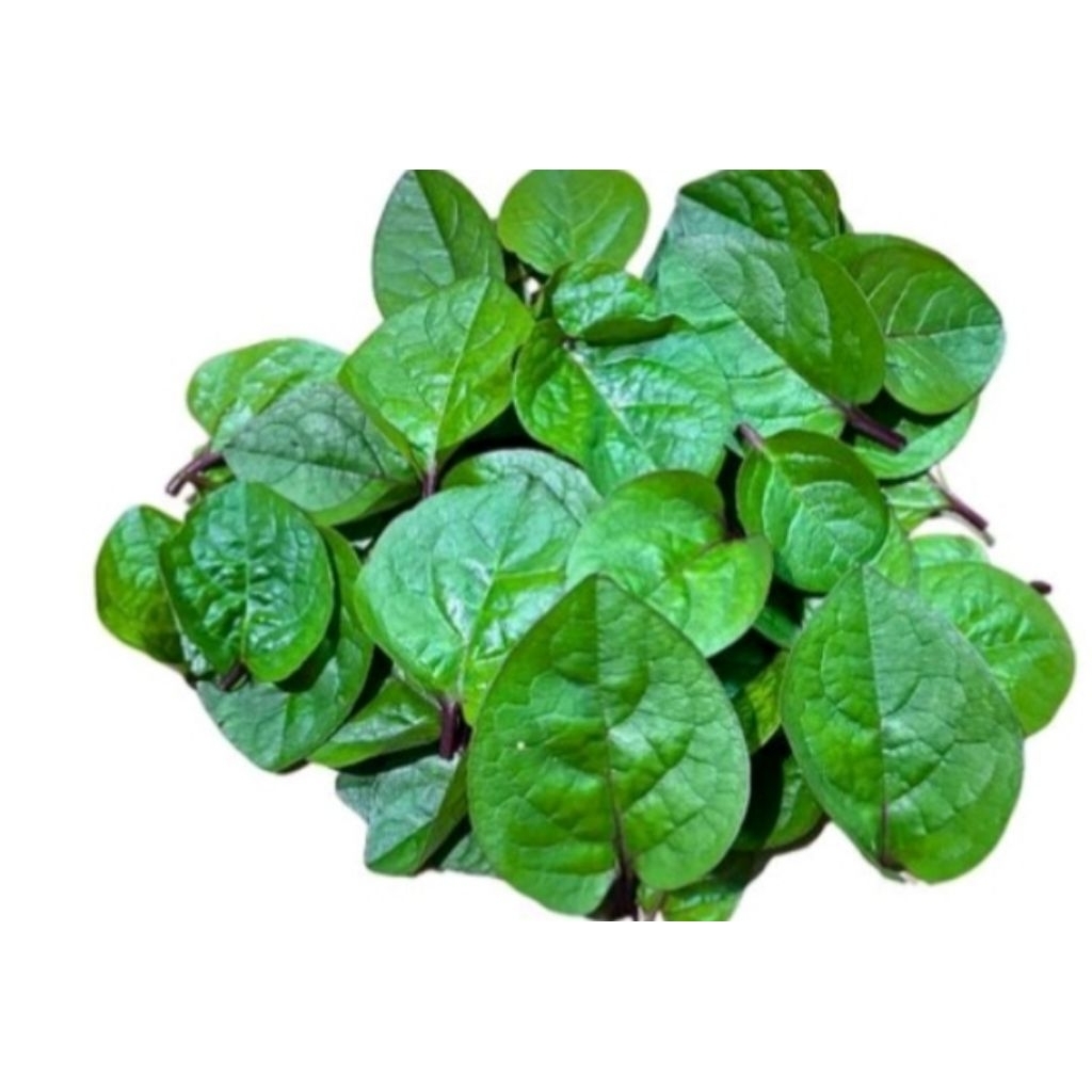 

daun binahong ungu/60 lembar