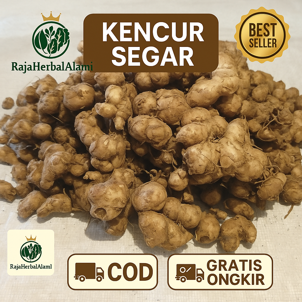 

Kencur Seblak Segar Wangi Murah Kualitas Unggul 500 GRAM | COD