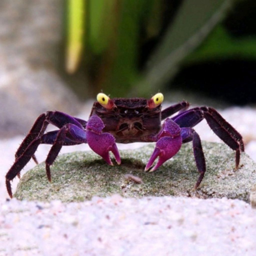 kepiting hias ungu vampire crab hiasan aquascape