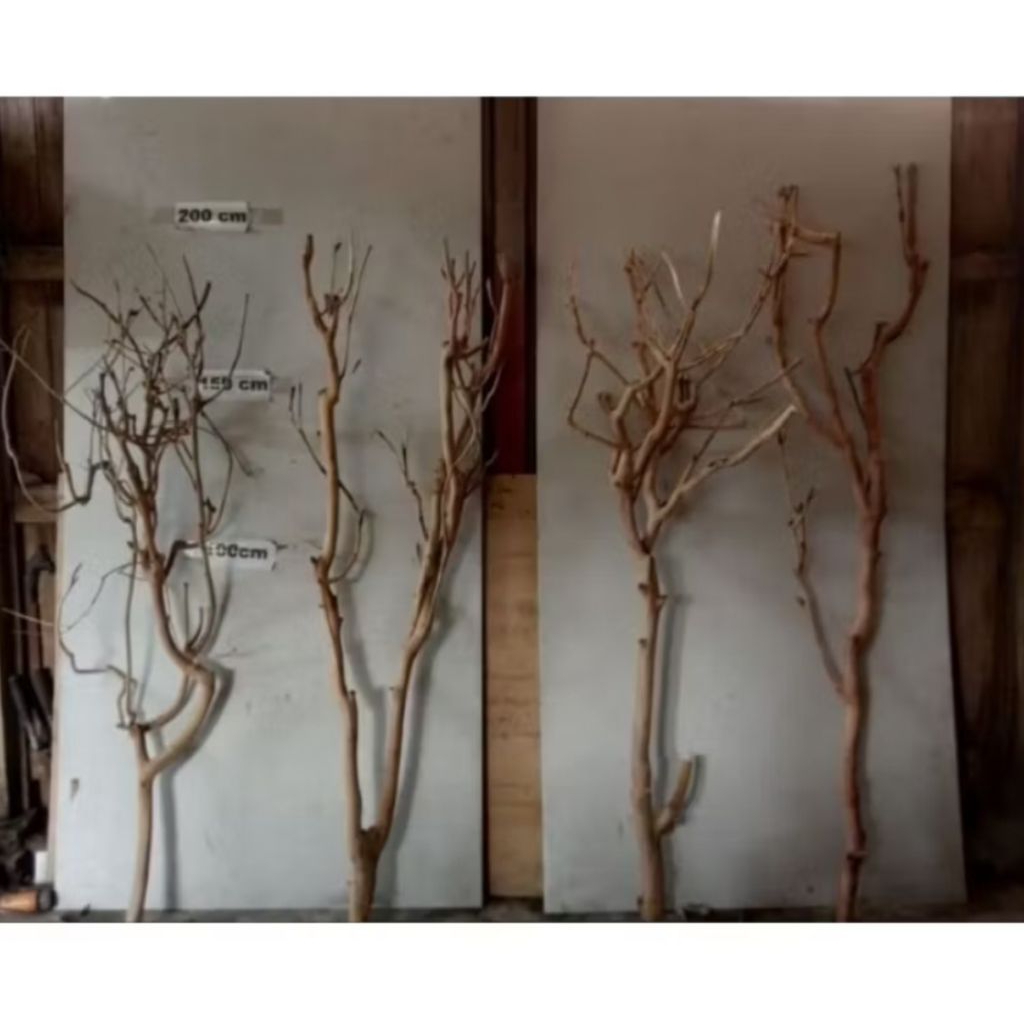 batang pohon kayu kopi/tinggi 160 cm /untuk dekorasi ruamh
